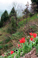 Алые тюльпаны возле Акшурана