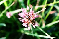 Сбор нектара (пчела на цветке)