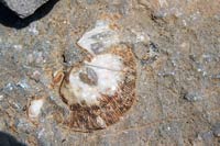 Древний каменный моллюск (Минжилки)