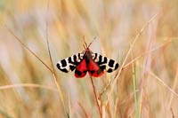 Высокогорная бабочка (Минжилки)