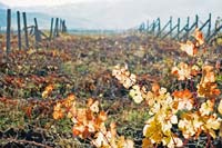 Виноградники в окрестностях Санганака