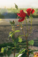 Цветок розы  дороги (Сайлык)