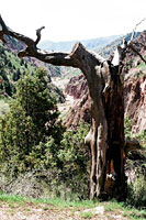 Сухое дерево в долине Каттасая