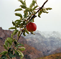 Ветка яблони в Чимгане