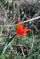 Красный тюльпан (лола)