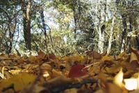 Листья осени. Сукок