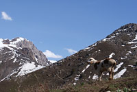 Одинокий барашек в горах