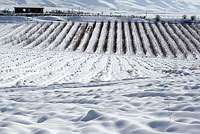 Снежное поле и виноградник