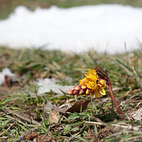 Леонтица у кромки снега