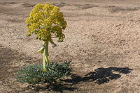 Ферула - пустынное растение