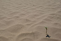 Один росток посреди песка