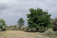 Редкие деревья в Зарафшанском заповеднике