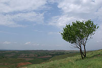 Одинокое дерево на склоне холма