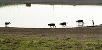 Коровы на берегу водохранилища