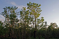 Айлант высочайший (Ailanthus altissima)