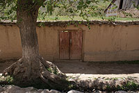 Деревья тутовника встречаются часто в кишлаках и селениях