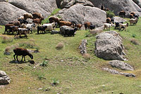 Барашки и козы весной поедают здесь траву