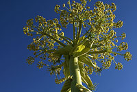 Ferula из семейства Зонтичные (Apiaceae)