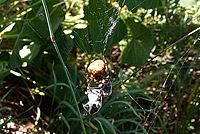 Майские жуки в лапах паука
